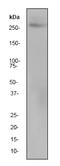 RNA Polymerase II Subunit A antibody, ab76123, Abcam, Western Blot image 