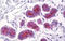 Mucin 1, Cell Surface Associated antibody, AM32798PU-N, Origene, Immunohistochemistry frozen image 