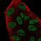 Ariadne RBR E3 Ubiquitin Protein Ligase 2 antibody, NBP2-57992, Novus Biologicals, Immunocytochemistry image 