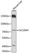Solute Carrier Family 26 Member 4 antibody, 16-594, ProSci, Western Blot image 