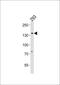 General Transcription Factor IIi antibody, PA5-35200, Invitrogen Antibodies, Western Blot image 