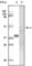 Glycogen Synthase Kinase 3 Alpha antibody, abx010857, Abbexa, Western Blot image 