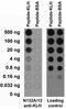 KLH protein antibody, 73-167, Antibodies Incorporated, Western Blot image 