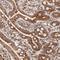 BBOF1 antibody, HPA003136, Atlas Antibodies, Immunohistochemistry frozen image 