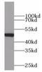 Septin 7 antibody, abx237726, Abbexa, Western Blot image 