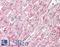 Adiponectin, C1Q And Collagen Domain Containing antibody, LS-B440, Lifespan Biosciences, Immunohistochemistry frozen image 