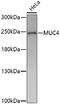 Mucin 4, Cell Surface Associated antibody, 16-800, ProSci, Western Blot image 