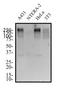 Tumor Protein P53 Binding Protein 1 antibody, NBP2-54753, Novus Biologicals, Western Blot image 