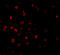 Baculoviral IAP Repeat Containing 8 antibody, 11005, QED Bioscience, Immunofluorescence image 