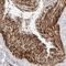 NudC Domain Containing 1 antibody, NBP1-85539, Novus Biologicals, Immunohistochemistry frozen image 