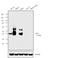 Lymphoid Enhancer Binding Factor 1 antibody, MA5-14966, Invitrogen Antibodies, Western Blot image 