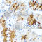 Laminin Subunit Beta 3 antibody, A8127, ABclonal Technology, Immunohistochemistry paraffin image 