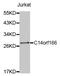 RNA Transcription, Translation And Transport Factor antibody, abx002465, Abbexa, Western Blot image 