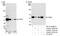 Thyroid Hormone Receptor Interactor 6 antibody, NB110-40589, Novus Biologicals, Western Blot image 