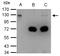 Damage Specific DNA Binding Protein 1 antibody, LS-C185341, Lifespan Biosciences, Immunoprecipitation image 