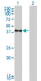 CAMP Responsive Element Binding Protein 1 antibody, LS-B6026, Lifespan Biosciences, Western Blot image 