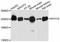 Myosin Heavy Chain 10 antibody, abx126209, Abbexa, Western Blot image 