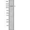 Kinesin Family Member 4B antibody, abx149328, Abbexa, Western Blot image 