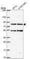 HEAT Repeat Containing 3 antibody, NBP2-56248, Novus Biologicals, Western Blot image 