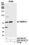 Transmembrane protein 214 antibody, A305-792A-M, Bethyl Labs, Immunoprecipitation image 