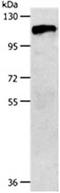 Colony Stimulating Factor 1 Receptor antibody, orb107549, Biorbyt, Western Blot image 