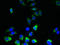 Transmembrane Protein 243 antibody, LS-C397435, Lifespan Biosciences, Immunofluorescence image 