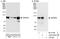 Zinc Finger Protein 800 antibody, A303-283A, Bethyl Labs, Western Blot image 