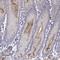 Refilin A antibody, NBP2-62722, Novus Biologicals, Immunohistochemistry paraffin image 