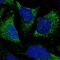 Tubulin Tyrosine Ligase Like 7 antibody, NBP2-57232, Novus Biologicals, Immunofluorescence image 