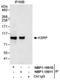 KH-Type Splicing Regulatory Protein antibody, NBP1-18911, Novus Biologicals, Immunoprecipitation image 