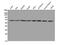 Methyl-CpG Binding Domain Protein 1 antibody, A02336-1, Boster Biological Technology, Western Blot image 
