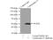 Keratin 13 antibody, 10164-2-AP, Proteintech Group, Immunoprecipitation image 