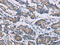 Outer dense fiber protein 2 antibody, CSB-PA093441, Cusabio, Immunohistochemistry paraffin image 