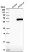 Ribosomal Protein S6 Kinase Like 1 antibody, PA5-55690, Invitrogen Antibodies, Western Blot image 