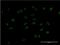 H6 Family Homeobox 2 antibody, H00003167-M09, Novus Biologicals, Immunofluorescence image 