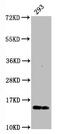 H2A Histone Family Member X antibody, CSB-RA010097A139phHU, Cusabio, Western Blot image 
