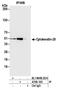 SRY-Box 10 antibody, A700-105, Bethyl Labs, Immunoprecipitation image 
