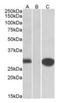 MID1 Interacting Protein 1 antibody, orb125031, Biorbyt, Western Blot image 