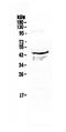 Autophagy Related 3 antibody, A01768-1, Boster Biological Technology, Western Blot image 