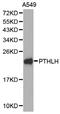 Parathyroid Hormone Like Hormone antibody, LS-B12325, Lifespan Biosciences, Western Blot image 