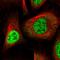 WW Domain Binding Protein 11 antibody, HPA049126, Atlas Antibodies, Immunofluorescence image 