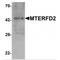 Mitochondrial Transcription Termination Factor 4 antibody, MBS153632, MyBioSource, Western Blot image 
