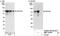 Zinc Finger Protein 326 antibody, NBP1-03343, Novus Biologicals, Western Blot image 