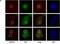 Telomeric Repeat Binding Factor 2 antibody, NB100-56506, Novus Biologicals, Immunofluorescence image 