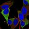 Retrotransposon-like protein 1 antibody, HPA066979, Atlas Antibodies, Immunofluorescence image 