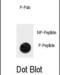 Activated CDC42 kinase 1 antibody, abx032041, Abbexa, Dot Blot image 