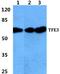 Transcription Factor Binding To IGHM Enhancer 3 antibody, A01791, Boster Biological Technology, Western Blot image 