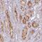 VPS26, Retromer Complex Component B antibody, PA5-58282, Invitrogen Antibodies, Immunohistochemistry paraffin image 