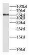Potassium Voltage-Gated Channel Modifier Subfamily V Member 1 antibody, FNab04502, FineTest, Western Blot image 