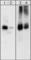 Paxillin antibody, PP1161, ECM Biosciences, Western Blot image 